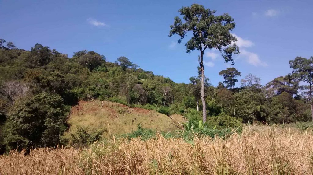 Rice fields at the Mondulkiri province