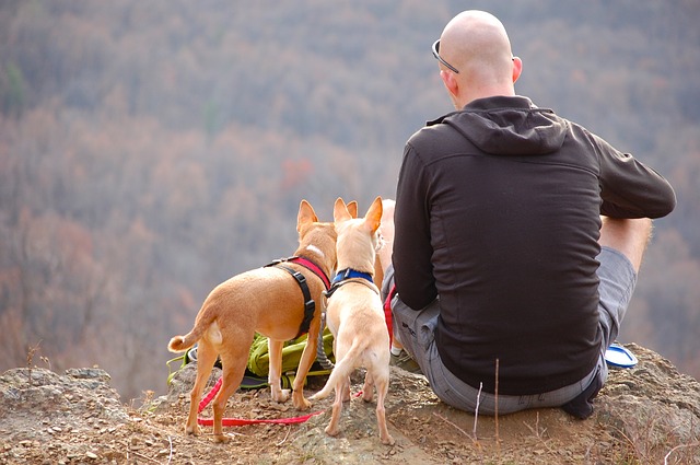 Hiking with dogs: everything you need to take into account