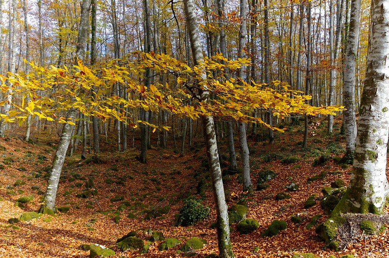 Bosque Fageda d’en Jordà  cataluña
