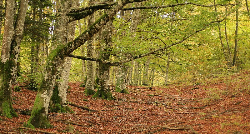 8 Hiking trails in autumn forests in Spain